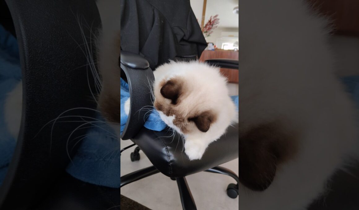 後頭部パンダ🐼 #shorts #ラグドール #子猫 #猫のいる生活 #甘えん坊猫 #パンダ