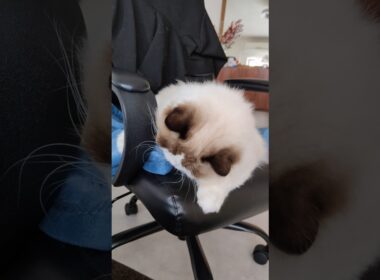 後頭部パンダ🐼 #shorts #ラグドール #子猫 #猫のいる生活 #甘えん坊猫 #パンダ