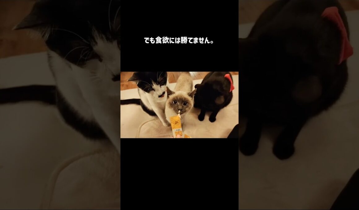 国道で倒れてた猫を保護してから1ヶ月の物語 #猫 #保護猫 #子猫 #ねこ #cat