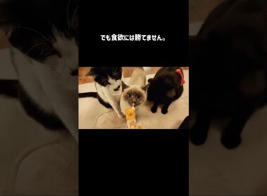 国道で倒れてた猫を保護してから1ヶ月の物語 #猫 #保護猫 #子猫 #ねこ #cat
