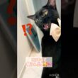 おめかし🎀黒猫ボンベイ　#cat #ねこ #ねこのいる生活 #ねこのいる暮らし #ねこ動画 #猫 #猫好きさんと繋がりたい #かわいい #癒やし #甘えん坊