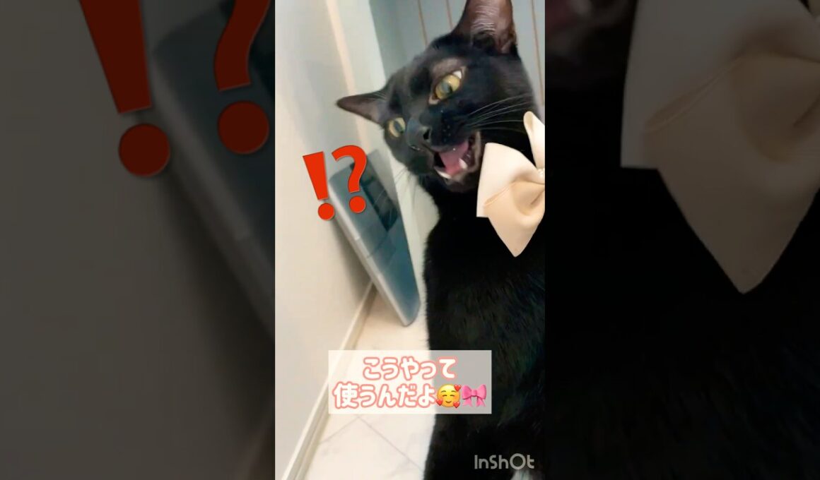 おめかし🎀黒猫ボンベイ　#cat #ねこ #ねこのいる生活 #ねこのいる暮らし #ねこ動画 #猫 #猫好きさんと繋がりたい #かわいい #癒やし #甘えん坊