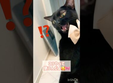 おめかし🎀黒猫ボンベイ　#cat #ねこ #ねこのいる生活 #ねこのいる暮らし #ねこ動画 #猫 #猫好きさんと繋がりたい #かわいい #癒やし #甘えん坊