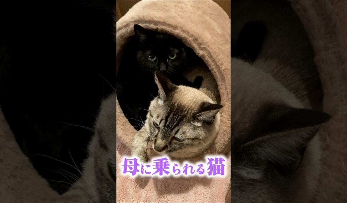 母猫に乗られる子猫が可愛過ぎる