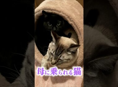 母猫に乗られる子猫が可愛過ぎる