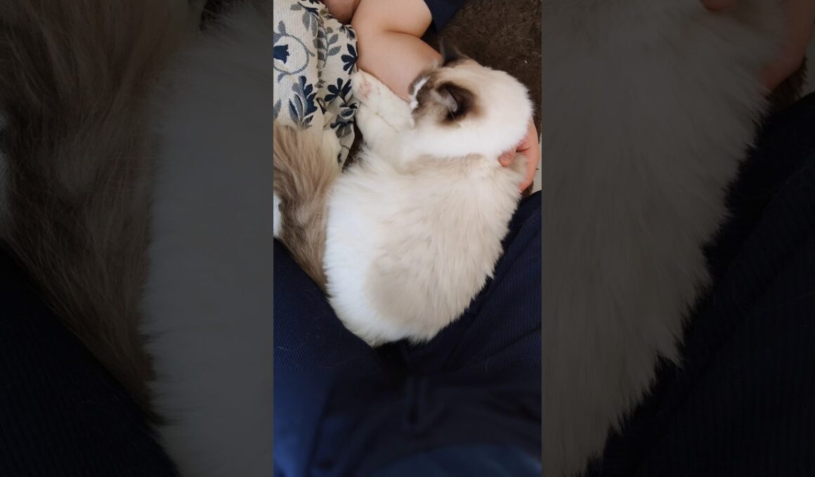 確実に産んだ娘👶🏻 #shorts #ラグドール #子猫 #猫のいる生活 #甘えん坊猫 #ぬいぐるみ猫