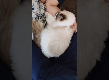 確実に産んだ娘👶🏻 #shorts #ラグドール #子猫 #猫のいる生活 #甘えん坊猫 #ぬいぐるみ猫