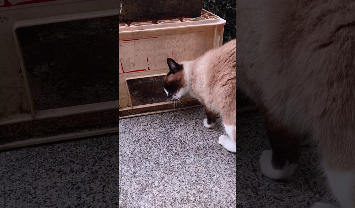 シャム猫いーちゃんと外探索🐾#猫 #ねこ #cat #Shorts