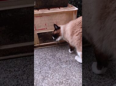 シャム猫いーちゃんと外探索🐾#猫 #ねこ #cat #Shorts