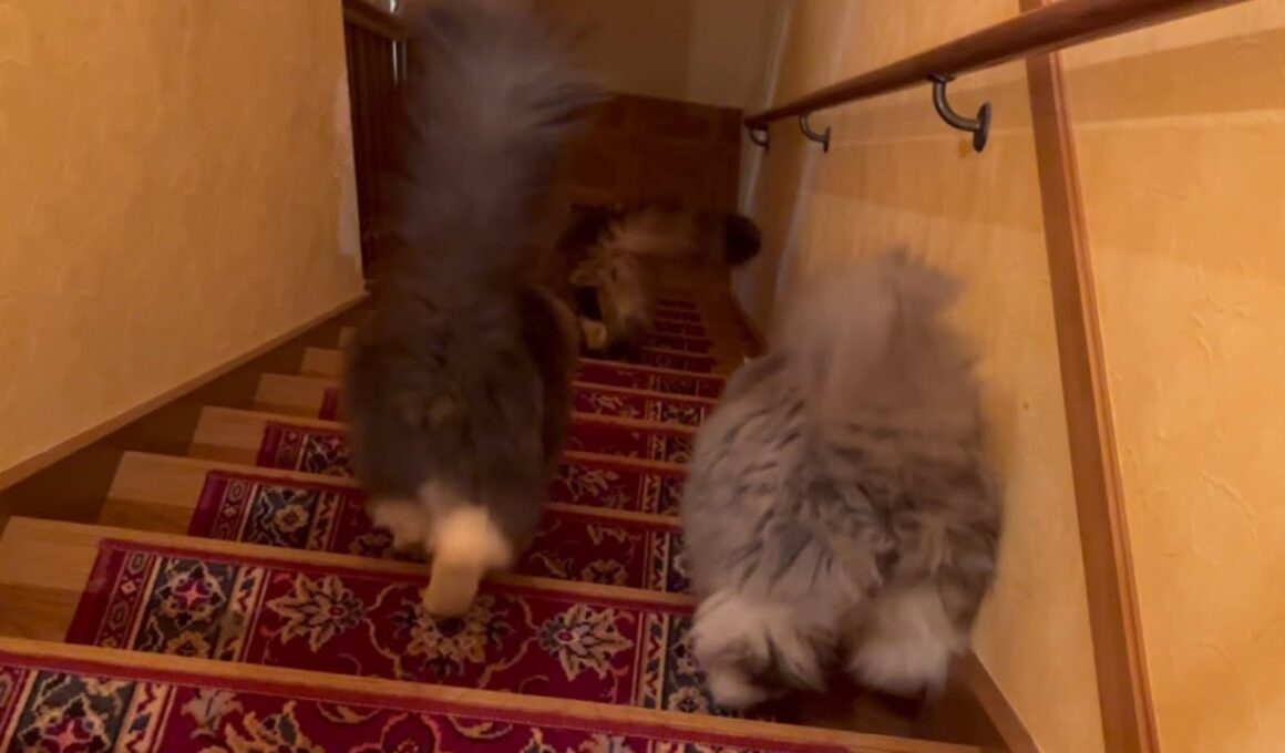 【カワイイ💖】モフモフみんなで仲良く階段下りる♪ノルウェージャンフォレストキャットとターキッシュアンゴラ