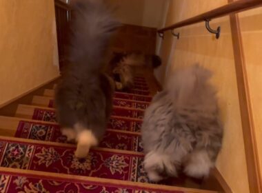 【カワイイ💖】モフモフみんなで仲良く階段下りる♪ノルウェージャンフォレストキャットとターキッシュアンゴラ