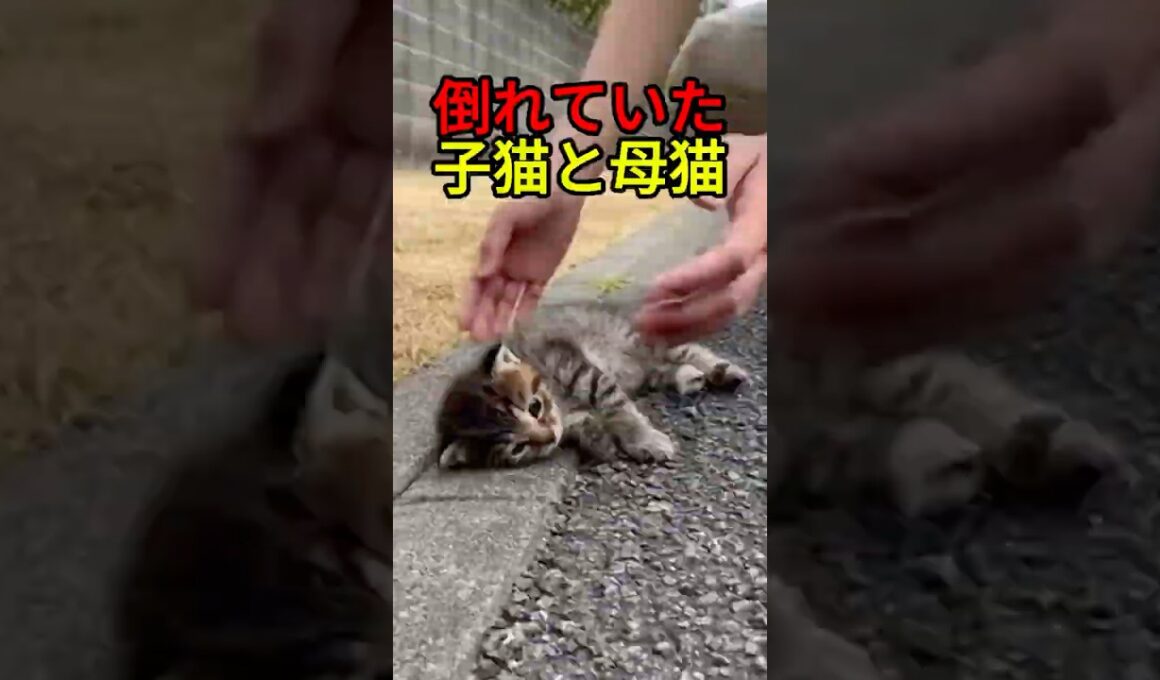 母と再会した子猫の結末【猫物語】 #shorts