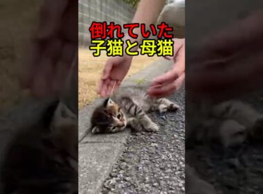母と再会した子猫の結末【猫物語】 #shorts