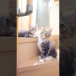 メインクーン子猫小町ちゃんとドンチッチ君