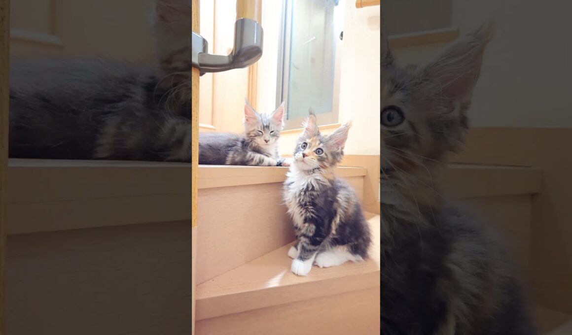 メインクーン子猫小町ちゃんとドンチッチ君