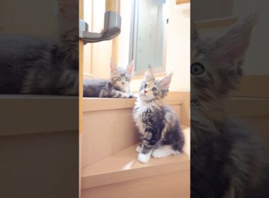メインクーン子猫小町ちゃんとドンチッチ君