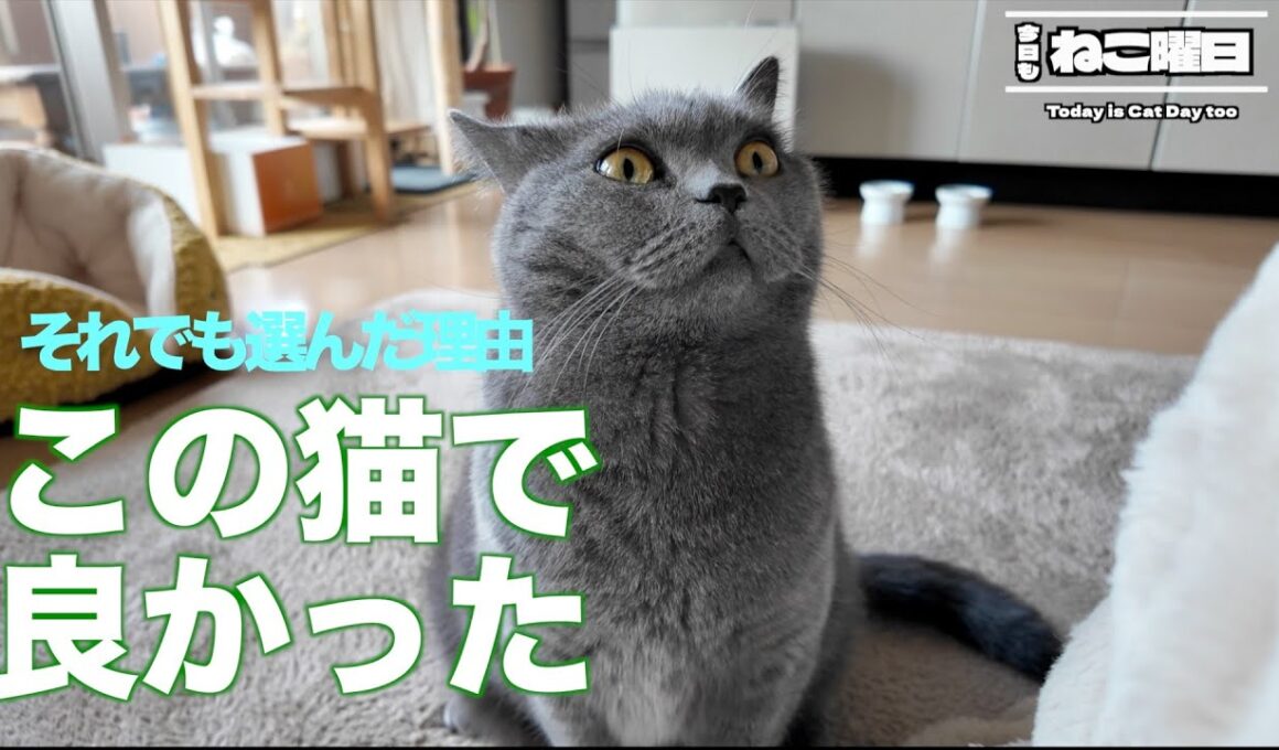 【保存版】それでもブリティッシュショートヘアを選んだ理由7選｜飼ってわかった本当の魅力