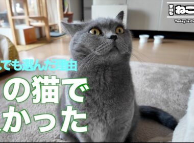 【保存版】それでもブリティッシュショートヘアを選んだ理由7選｜飼ってわかった本当の魅力