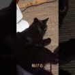 シャム猫さんと黒猫さんのネタ動画#猫 #💤 #cat #Shorts