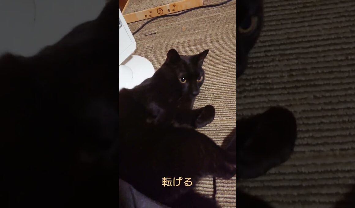 シャム猫さんと黒猫さんのネタ動画#猫 #💤 #cat #Shorts