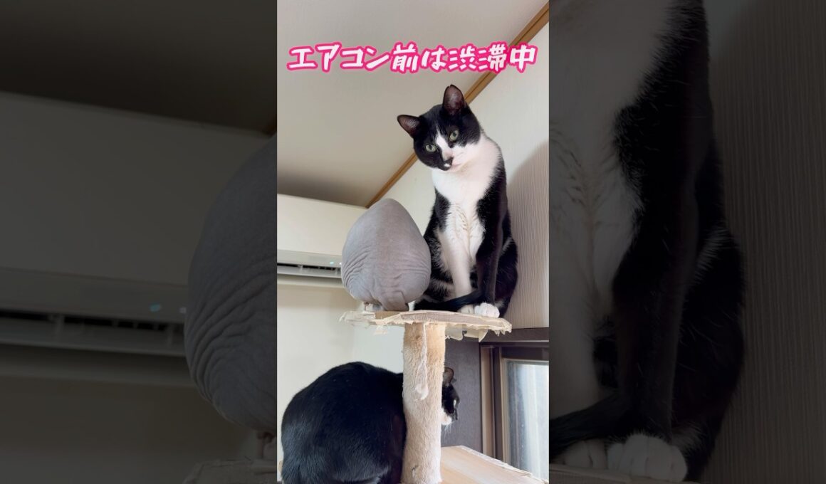 スフィンクス猫チャイは寒がり🤣🤣#shorts #cat #猫 #lifewithcats #sphynx #funnycats