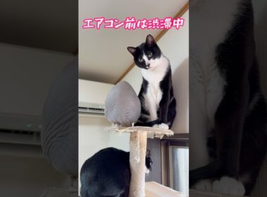 スフィンクス猫チャイは寒がり🤣🤣#shorts #cat #猫 #lifewithcats #sphynx #funnycats