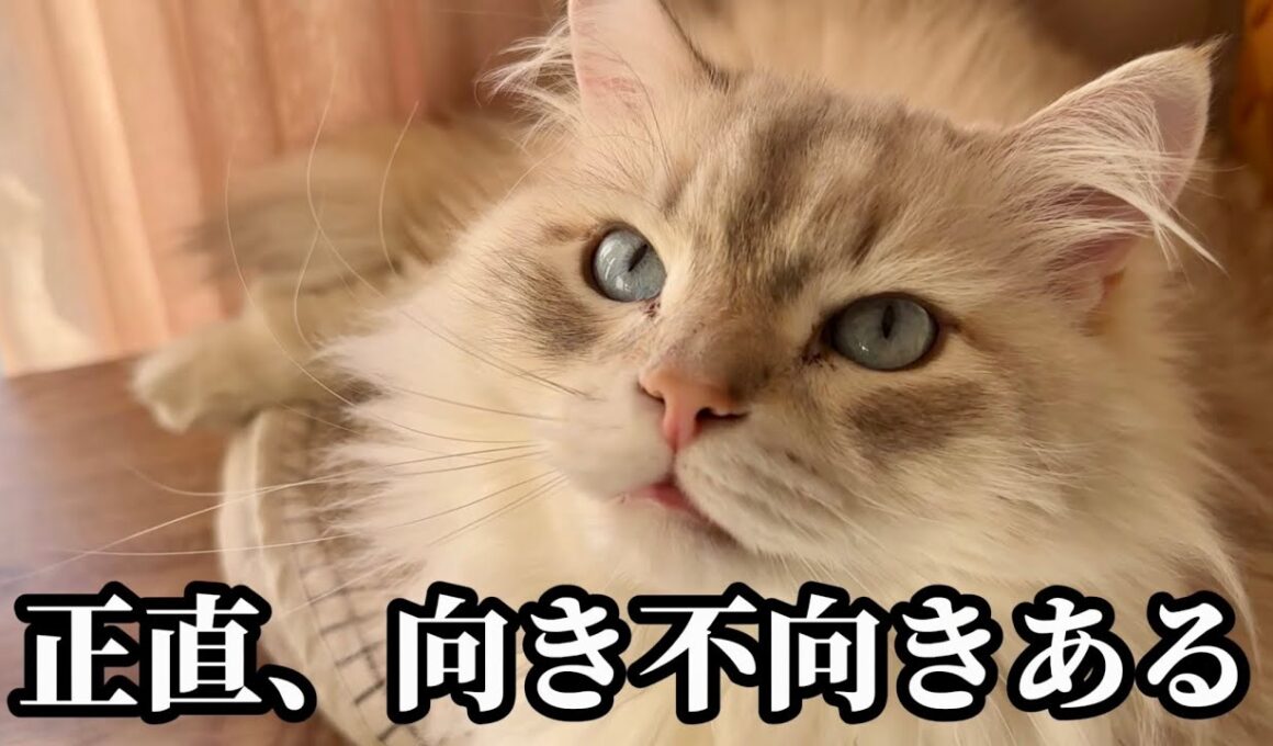 サイベリアンに向いてる人・向いてない人｜実際に飼ってわかった特徴