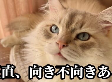 サイベリアンに向いてる人・向いてない人｜実際に飼ってわかった特徴