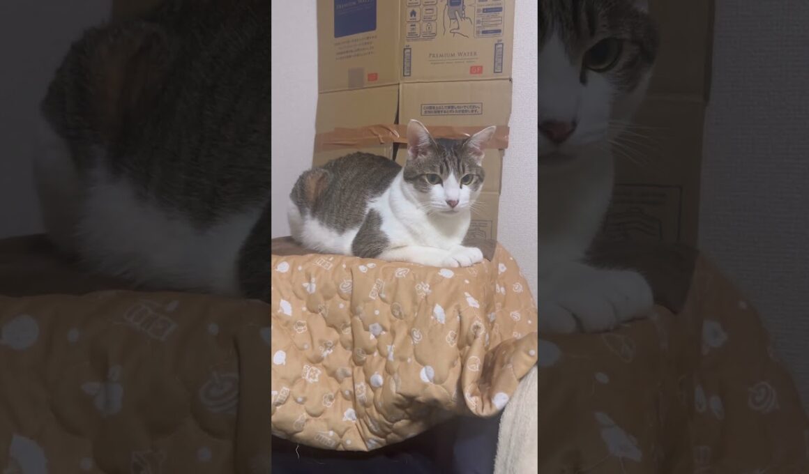 我が家のスフィンクス　#猫 #cat #catcute #cute #猫のいる暮らし #猫のいる生活