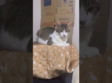 我が家のスフィンクス　#猫 #cat #catcute #cute #猫のいる暮らし #猫のいる生活