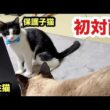 初対面の子猫と先住猫に緊張が走ってます