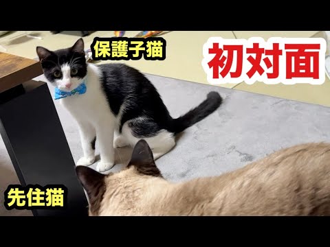 初対面の子猫と先住猫に緊張が走ってます