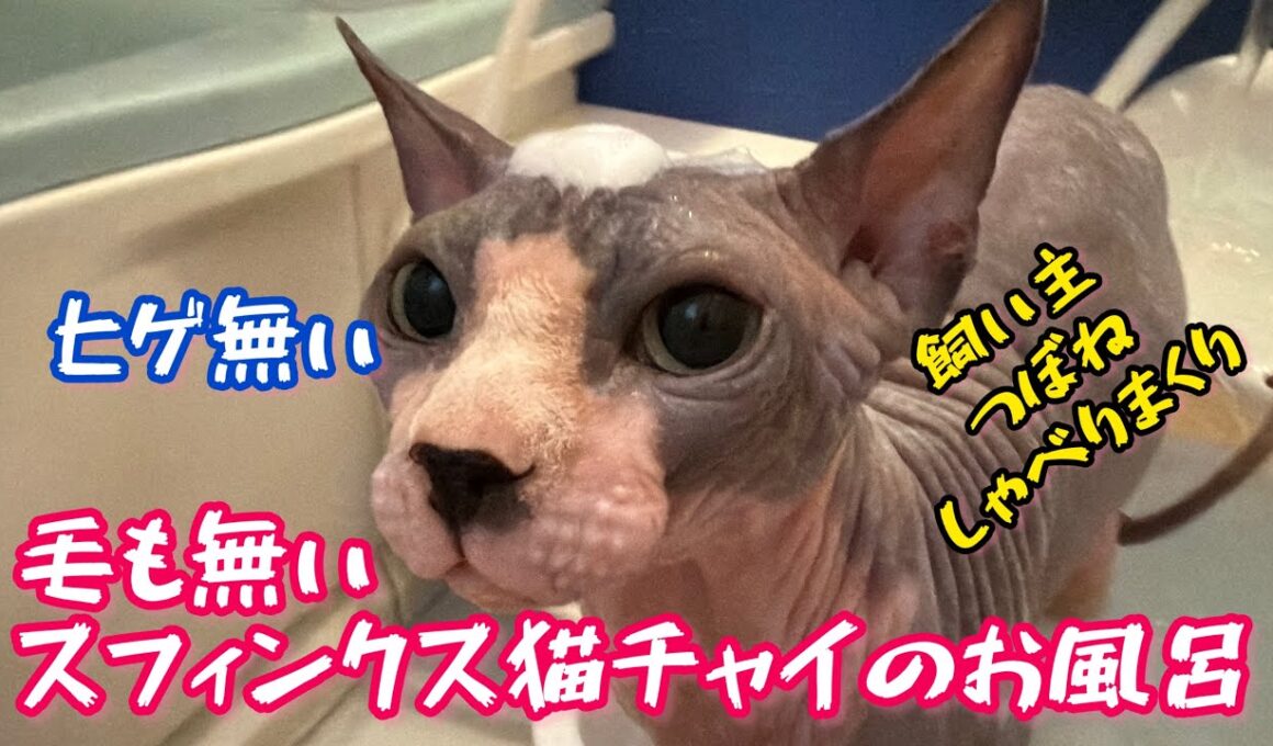 スフィンクス猫チャイとつぼねのおしゃべり縦長入浴動画