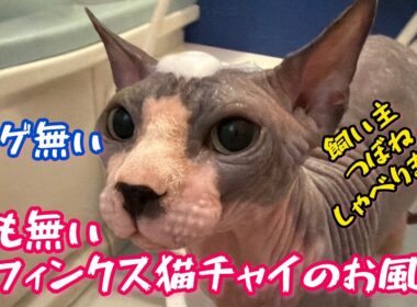スフィンクス猫チャイとつぼねのおしゃべり縦長入浴動画