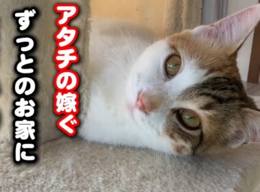 【初公開】保護猫が嫁ぐ里親様宅にはまさかの猫が暮らしてます
