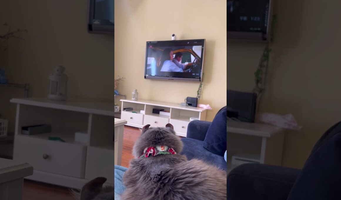 ミッション #ねこ動画 #アメリカンカール #catshorts