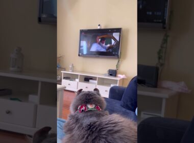 ミッション #ねこ動画 #アメリカンカール #catshorts