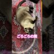 ごろごろのシャム猫のふくさん【たぬき猫】 #cat #しゃむねこ #猫のいる暮らし #猫好きさんと繋がりたい #ねこ #cutecat #cat