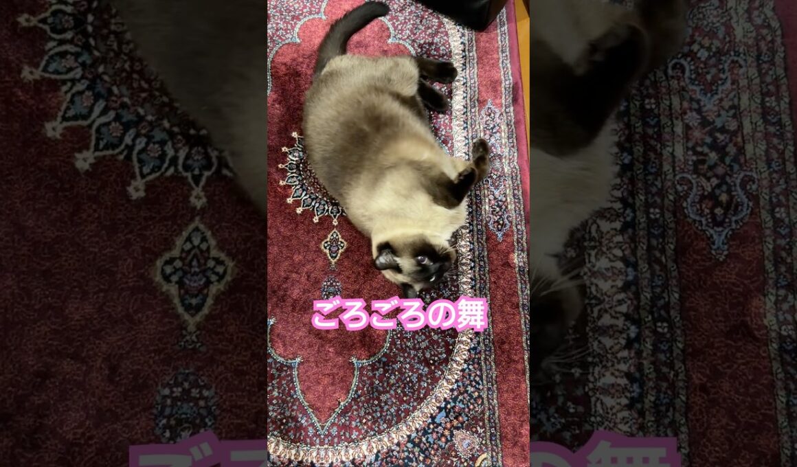 ごろごろのシャム猫のふくさん【たぬき猫】 #cat #しゃむねこ #猫のいる暮らし #猫好きさんと繋がりたい #ねこ #cutecat #cat