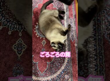 ごろごろのシャム猫のふくさん【たぬき猫】 #cat #しゃむねこ #猫のいる暮らし #猫好きさんと繋がりたい #ねこ #cutecat #cat
