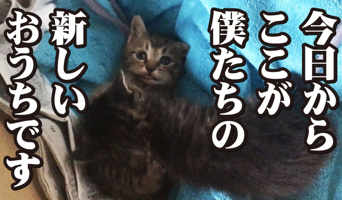 捨て猫だった2匹の子猫と子なし夫婦の奇跡的な出会い