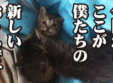捨て猫だった2匹の子猫と子なし夫婦の奇跡的な出会い