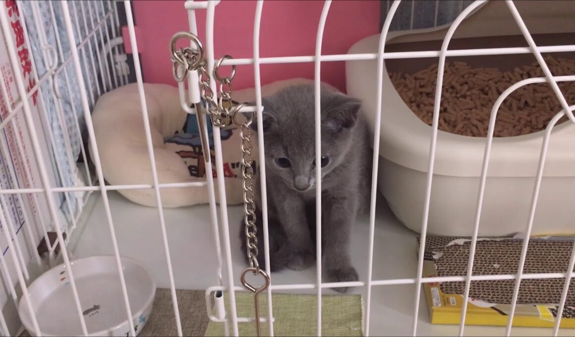 【総集編】生後３カ月のロシアンブルー詰め合わせ