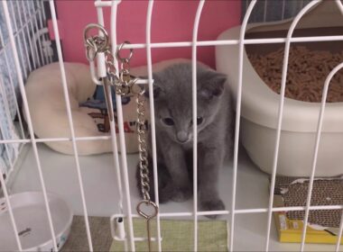 【総集編】生後３カ月のロシアンブルー詰め合わせ