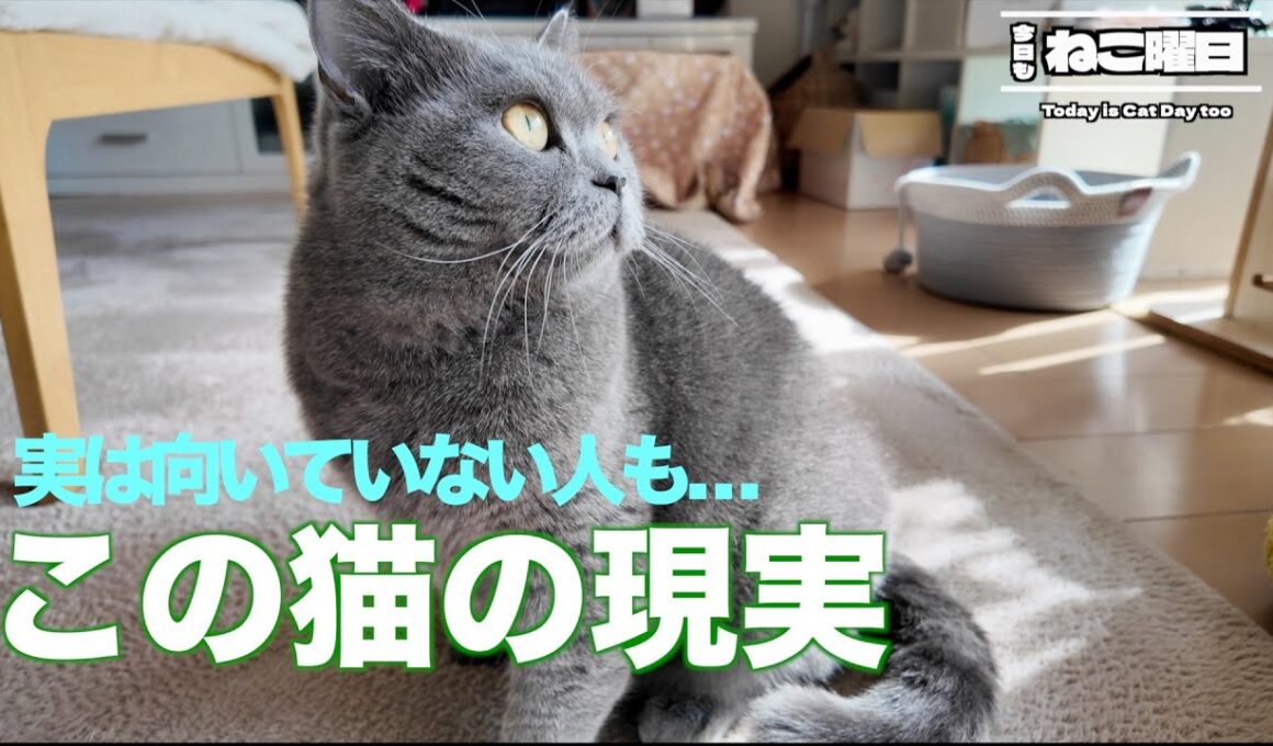 【保存版】ブリティッシュショートヘアが苦手なこと5選｜飼う前に知っておきたい