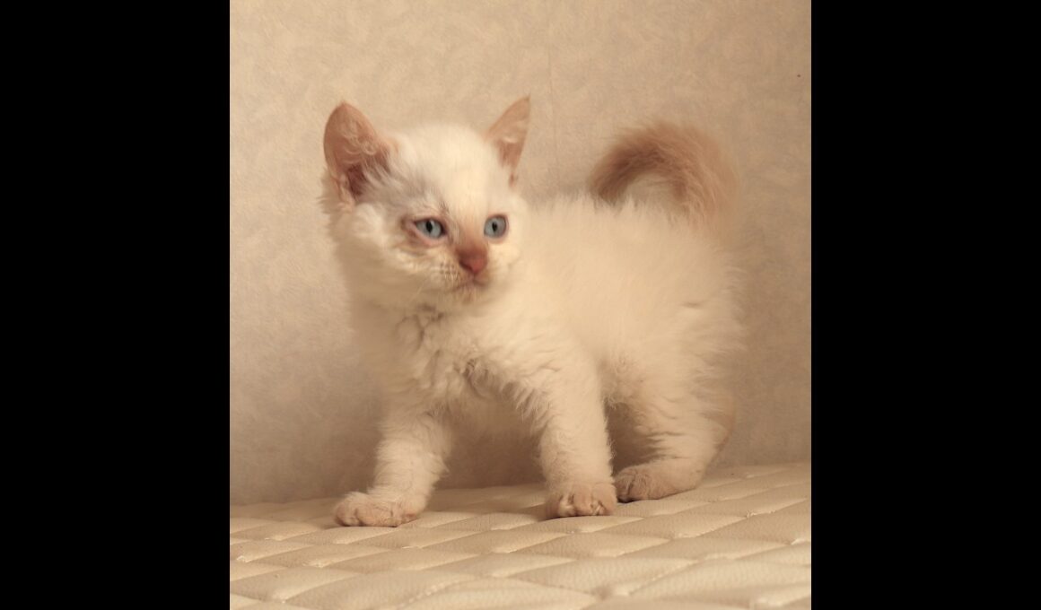 セルカークレックス子猫　Selkirk Rex　2025.12.16産まれ　　クリームポイント　巻き毛　男の子　シーダキャット猫のお店