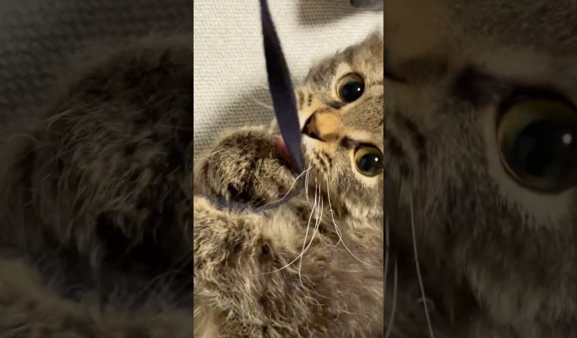 紐にじゃれる猫くうちゃん#スクーカム #cat #猫好きさんと繋がりたい #猫 #マンチカン