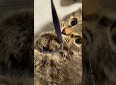 紐にじゃれる猫くうちゃん#スクーカム #cat #猫好きさんと繋がりたい #猫 #マンチカン