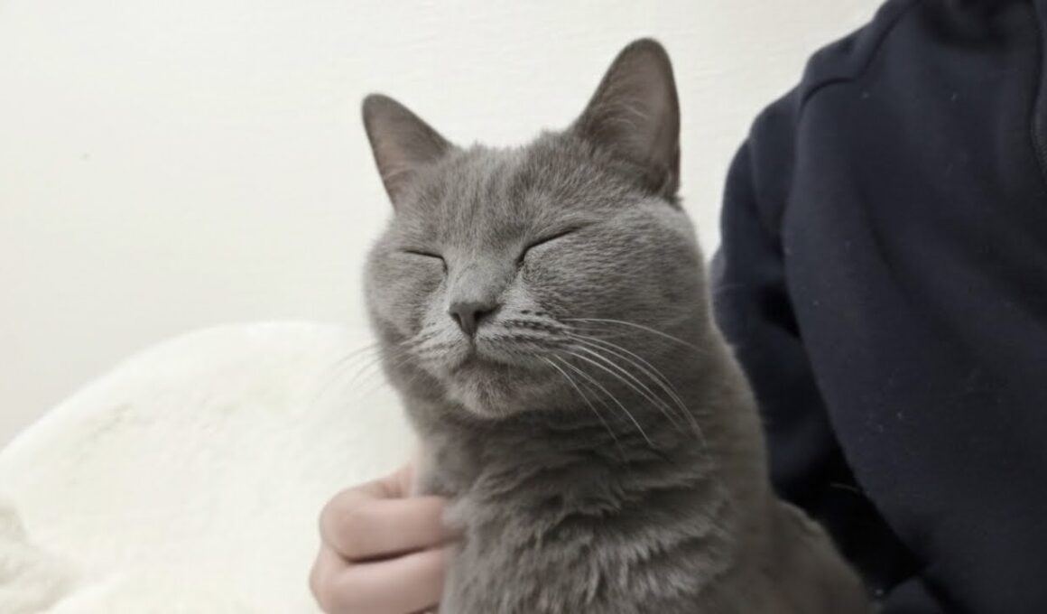 【猫Vlog】甘えたい夜。静かに寄り添うシャルトリューのルナ。