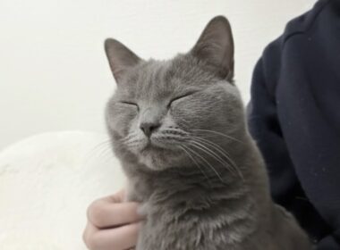 【猫Vlog】甘えたい夜。静かに寄り添うシャルトリューのルナ。